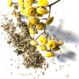 Tansy Seeds (Tanacetum vulgare) 500 Seeds (0.1 grams) for wholesale by Smoke Camp Crafts