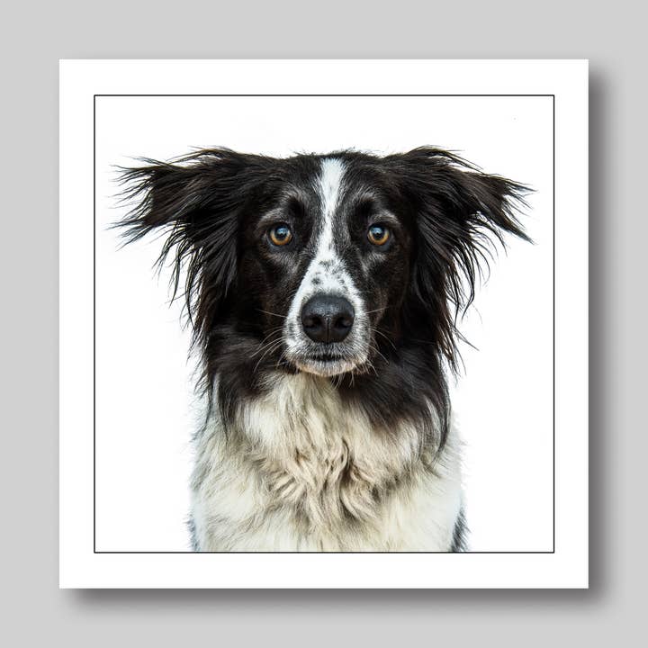 Border Collie - Dog Greeting Card for wholesale by GRUFFPAWTRAITS