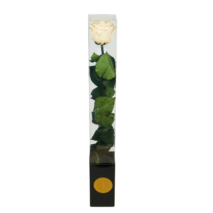 Rosa preserved stem White 50cm for wholesale by Wildflowers by Floriette