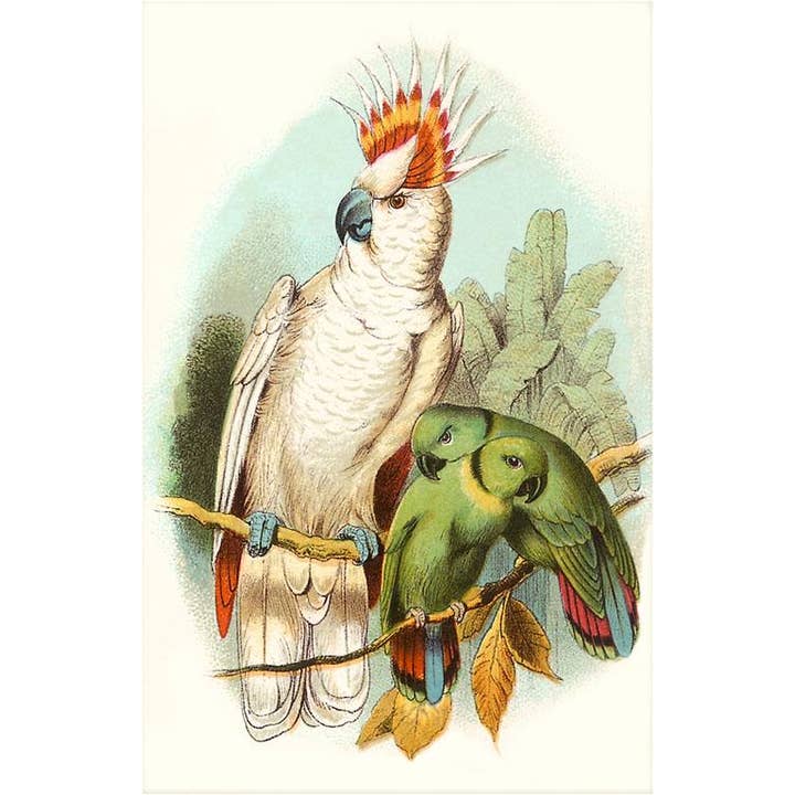 Found Image Press – wholesale Kontorsmateriel/Notecard Set – Gratulationskort BD-07 Kakadua och Gulnackad Papegoja