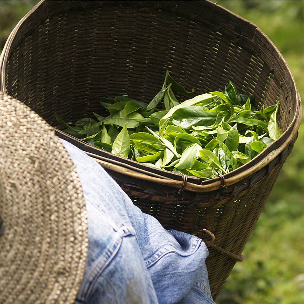 Touch Organic - Vendita all'ingrosso Tè in bustine - Touch Organic - Tè verde biologico - 24 bustine4