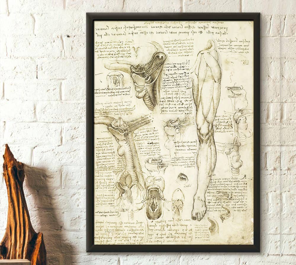 Vintage Wall Graphics - Wholesale Poster - Da Vinci Anatomy Medical Decor Human Anatomical0