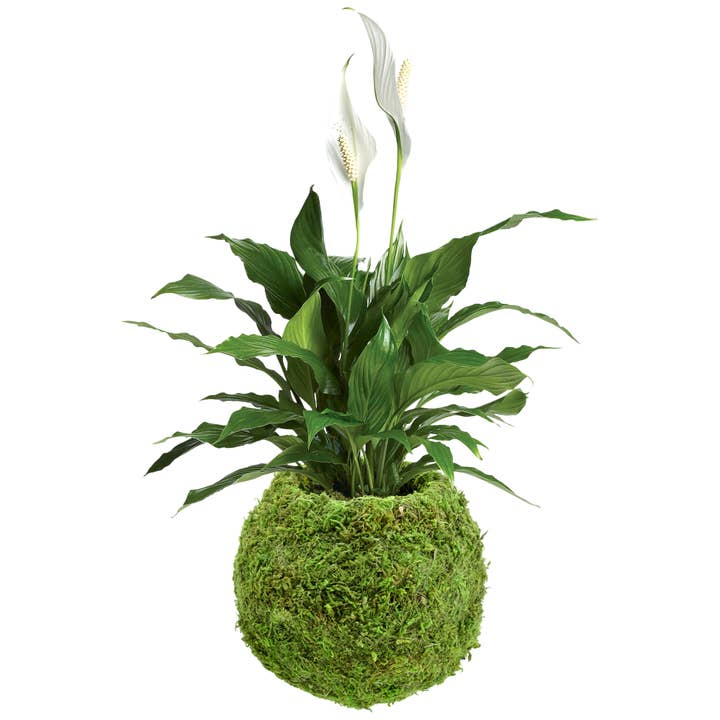 Arcadia Garden Products - Wholesale Live Plant - Kokedama 6.5 x 5.9”3