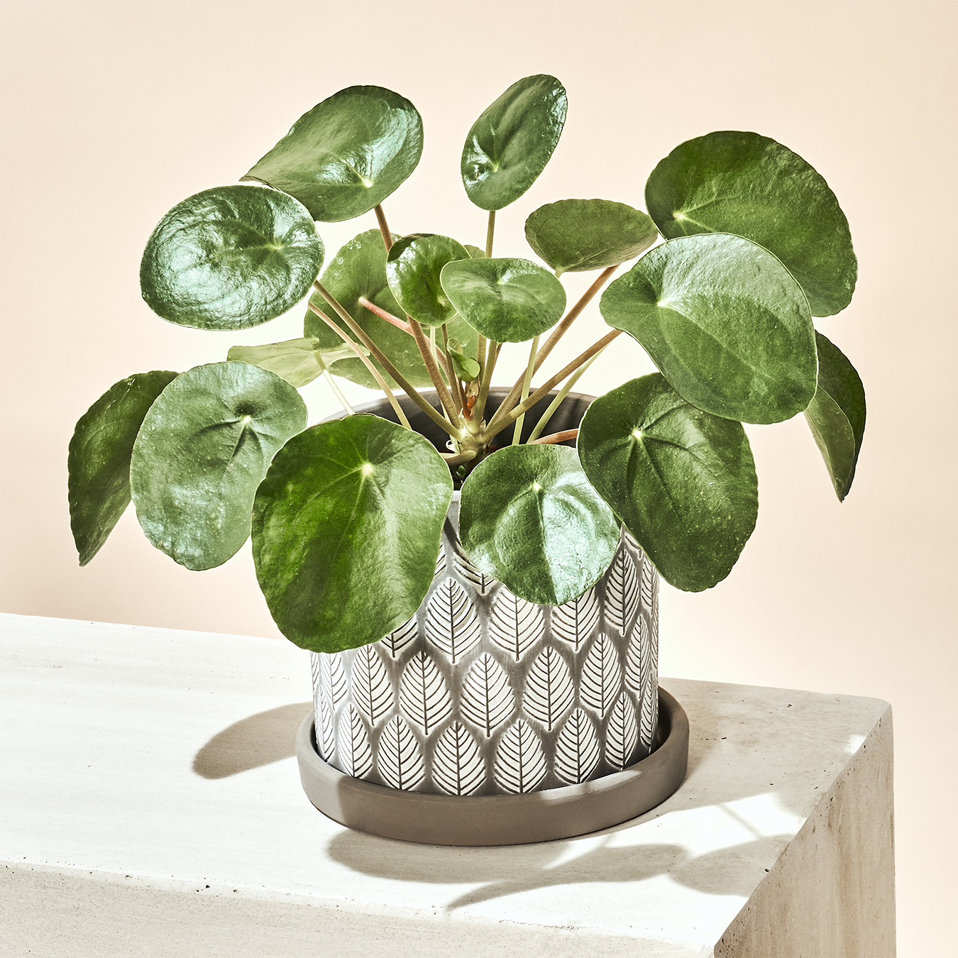 Chive - Wholesale Plant Pot - Balter Succulent Containers Cactus Pot And Saucer20