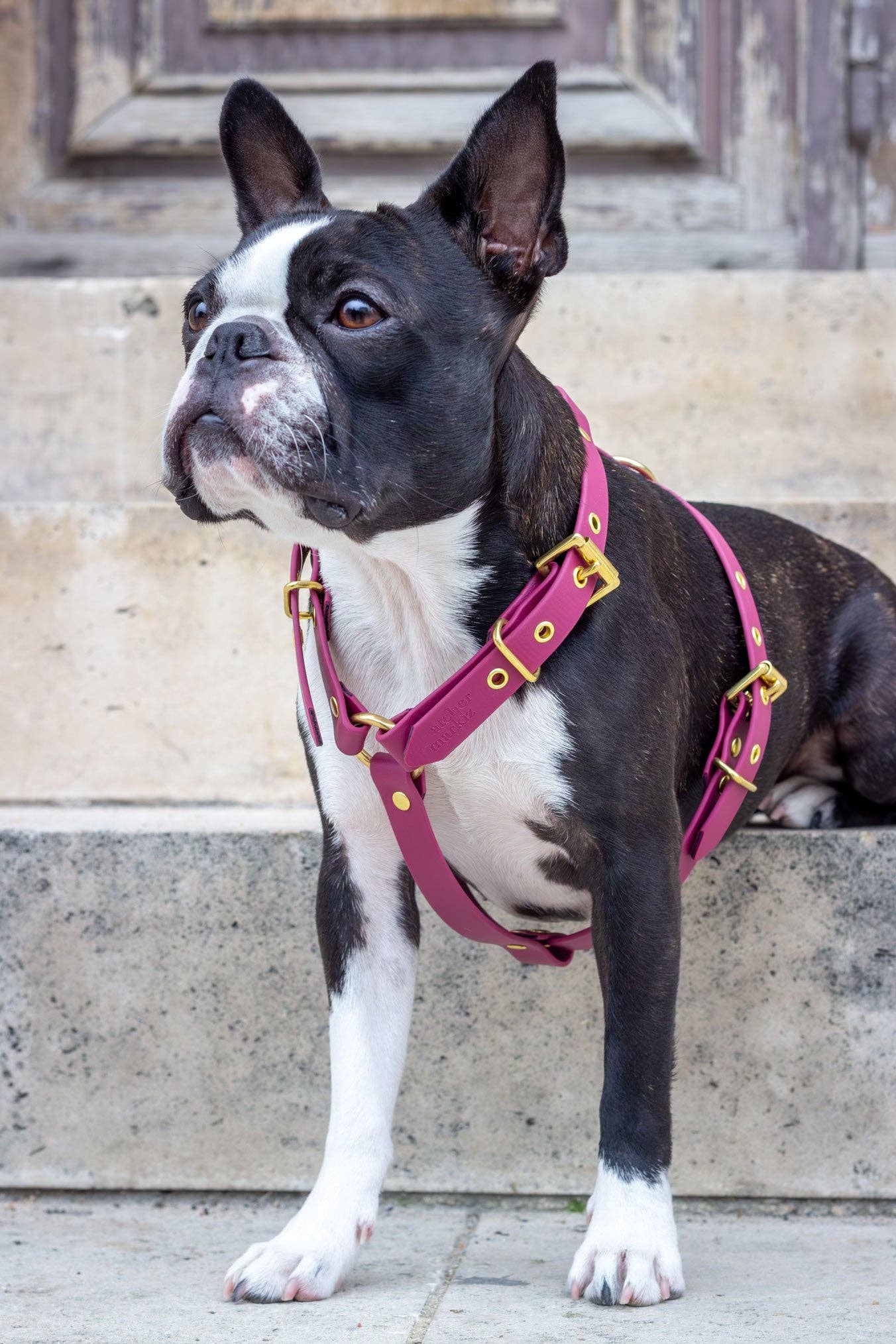 Atelier Markiz - Wholesale Pet Harness - Dog - Sangria Harness1