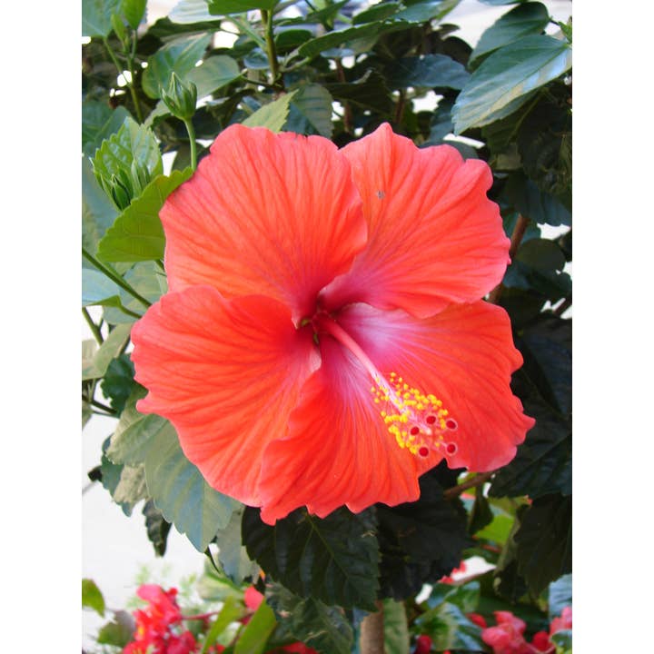 z Fotografia di Biglietto di Auguri Fiore Ibisco_01 per la vendita all'ingrosso da parte di PhotoWord Art