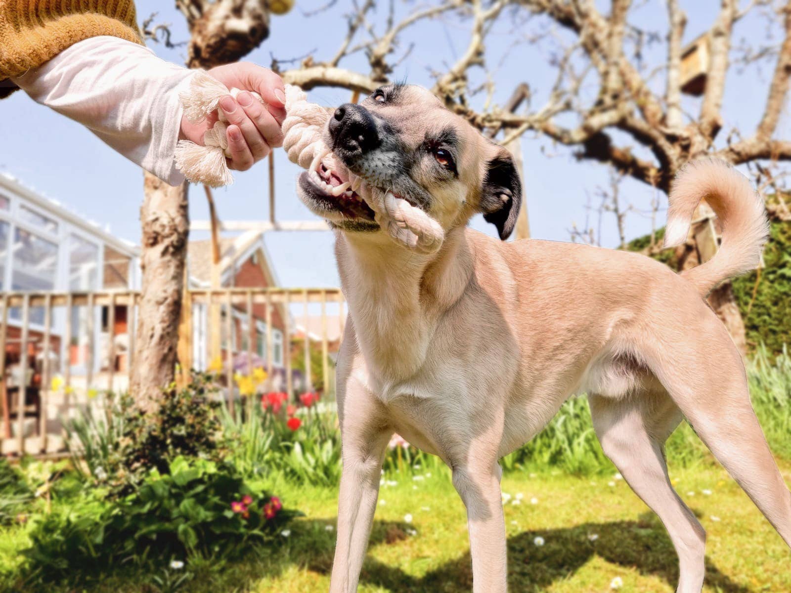 Goodchap's – wholesale Pet rope toy – Dog – Pulley Rope | Natural Cotton Rope Toy9