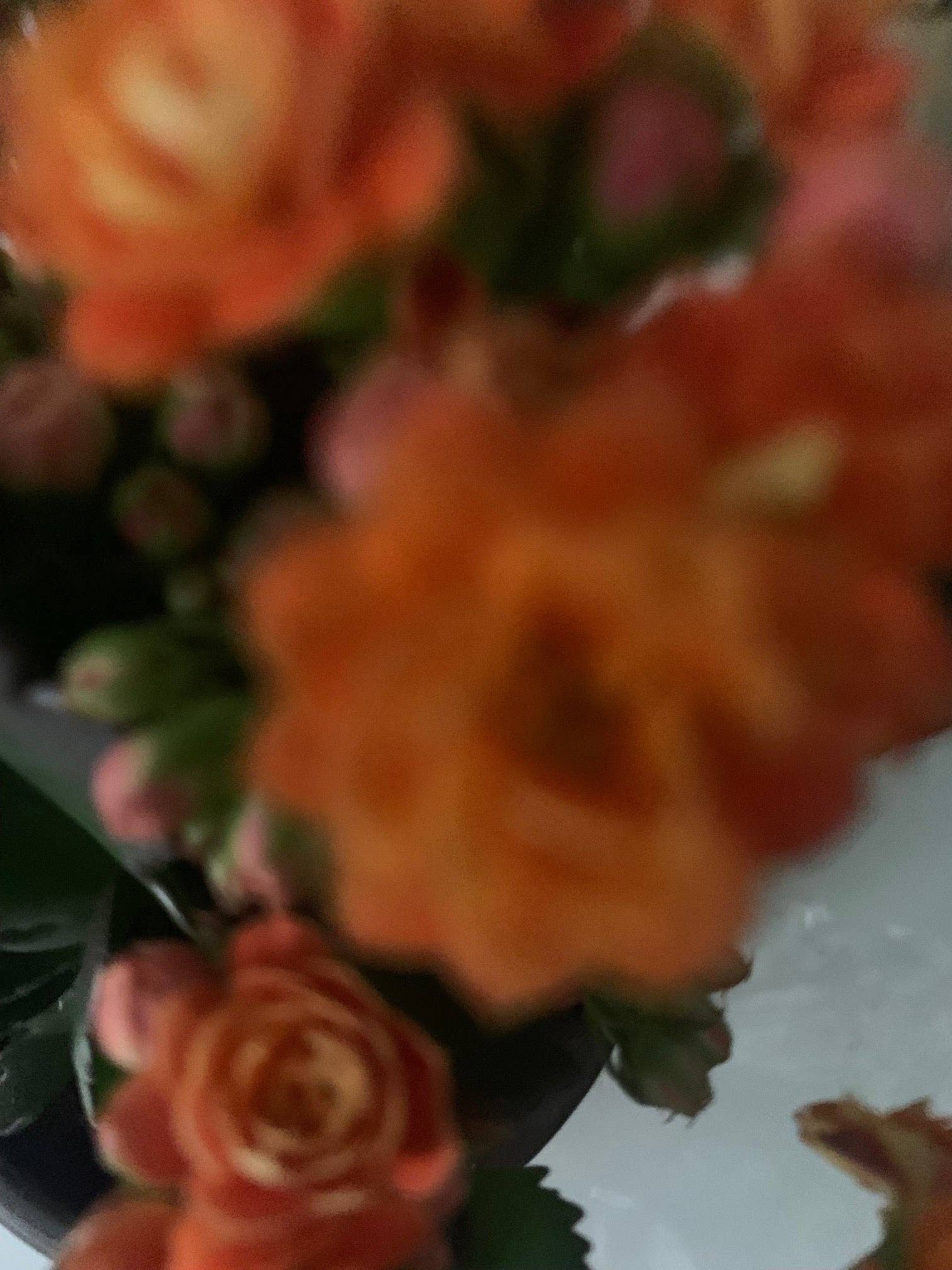 Rooted Orange Kalanchoe Plants in pot balcony yard or outdoor (Copy) for wholesale on Faire1