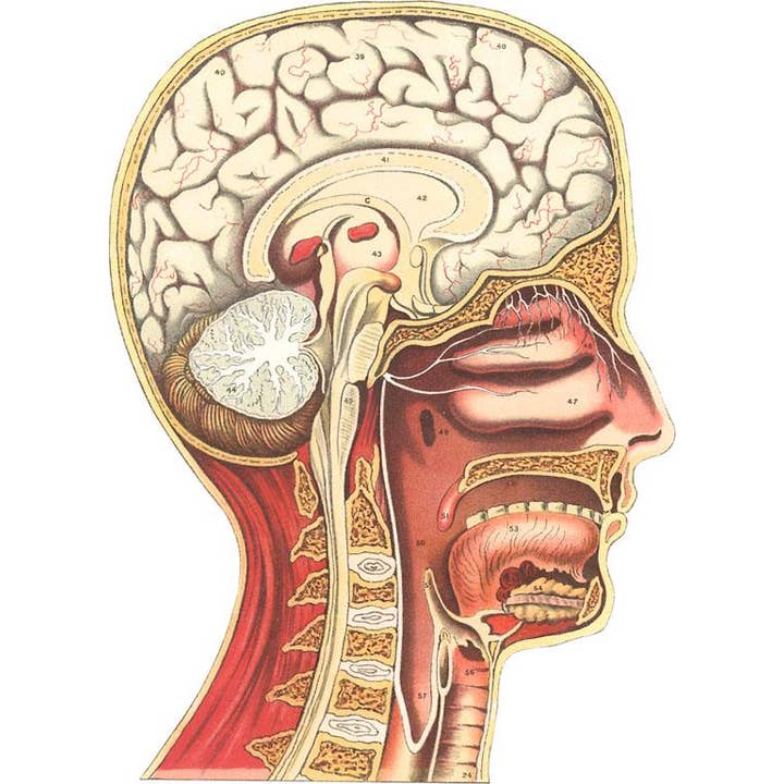 Found Image Press - Wholesale Kunstprint - Kunstdruk AY-66 Binnenkant van het Hoofd