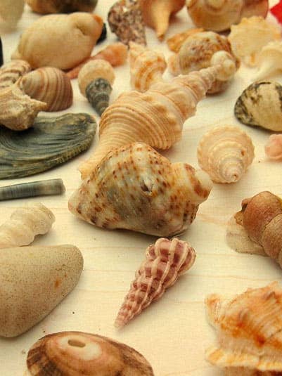 CARTOLINA IN LEGNO CONCHIGLIE per la vendita all'ingrosso da parte di Hironwoods