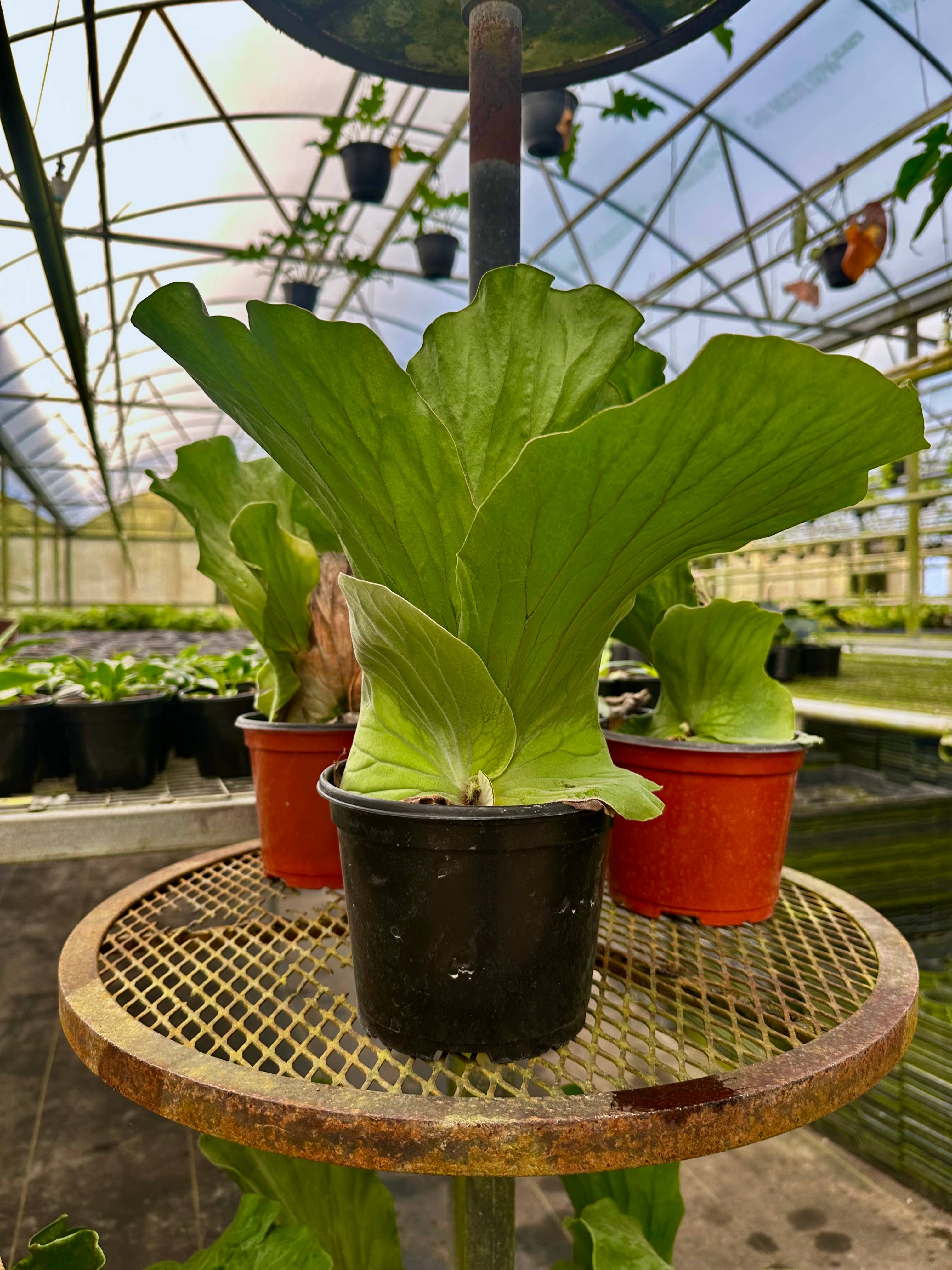 Central Florida Ferns & Foliage - Wholesale Live Plant - FERN Staghorn Elephantotis Live Plant 6in2