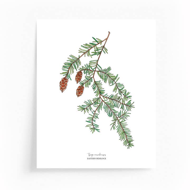 Illustration botanique de pruche à feuilles persistantes 8x10 Impression pour la vente par Wander & Gather