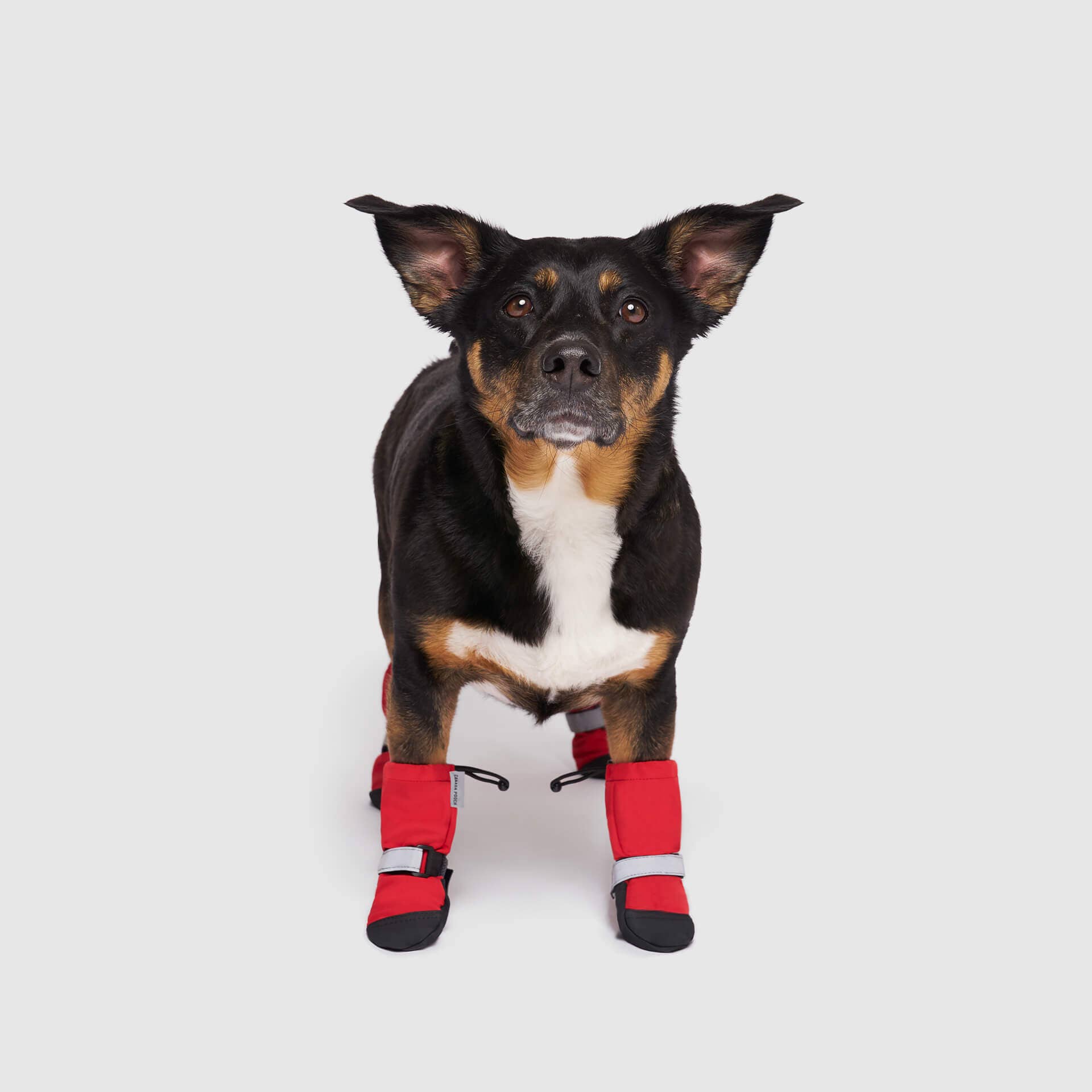 Canada Pooch - Wholesale Pet Boots - Dog - Soft Shield Boots- Dog Boots6