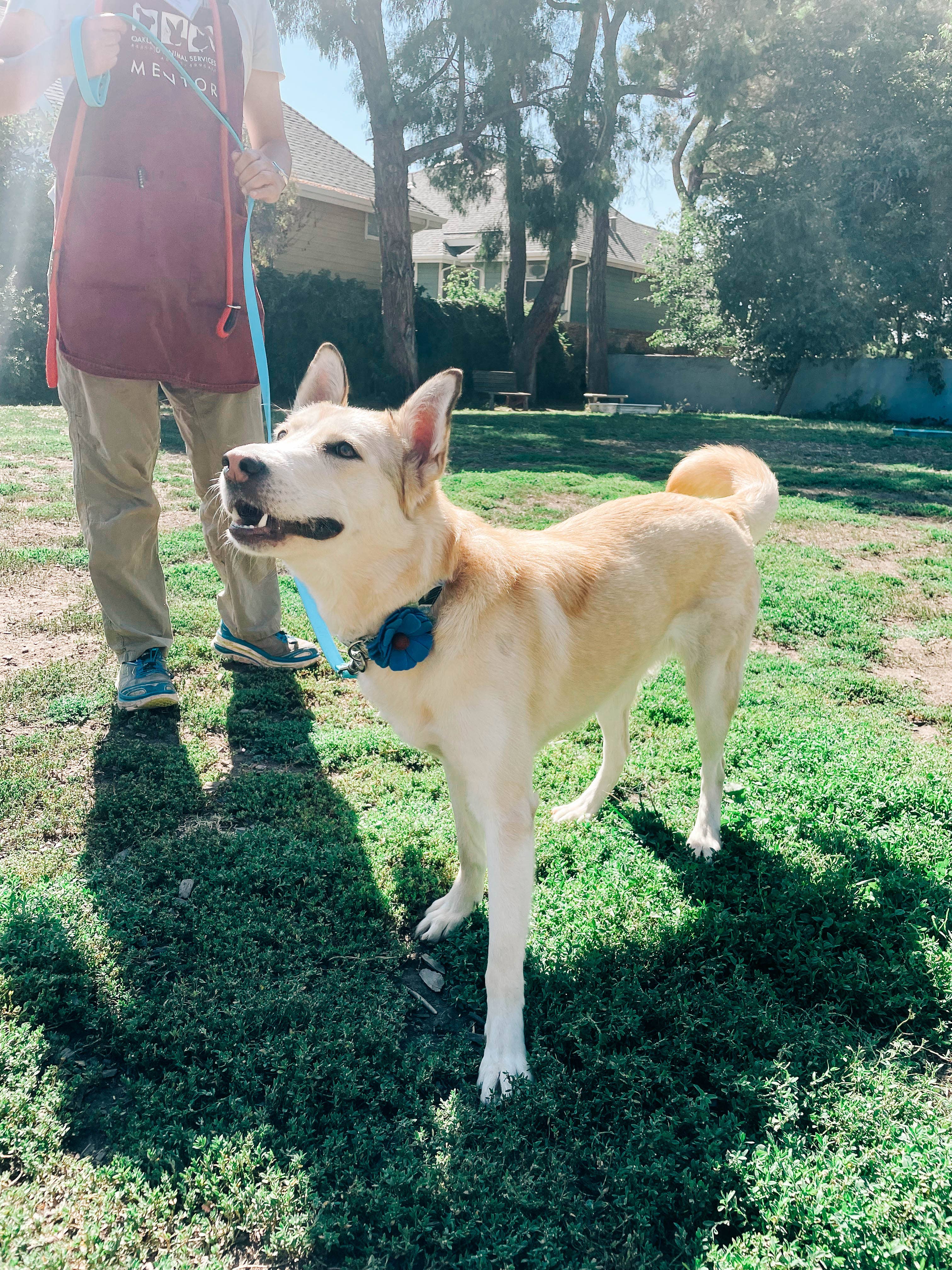 Mimi Green - Wholesale Halsband - Hond - Hondenhalsband met madeliefbloem - 26 kleuren!11