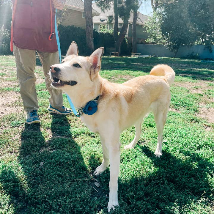 Mimi Green - Wholesale Halsband - Hond - Hondenhalsband met madeliefbloem - 26 kleuren!11