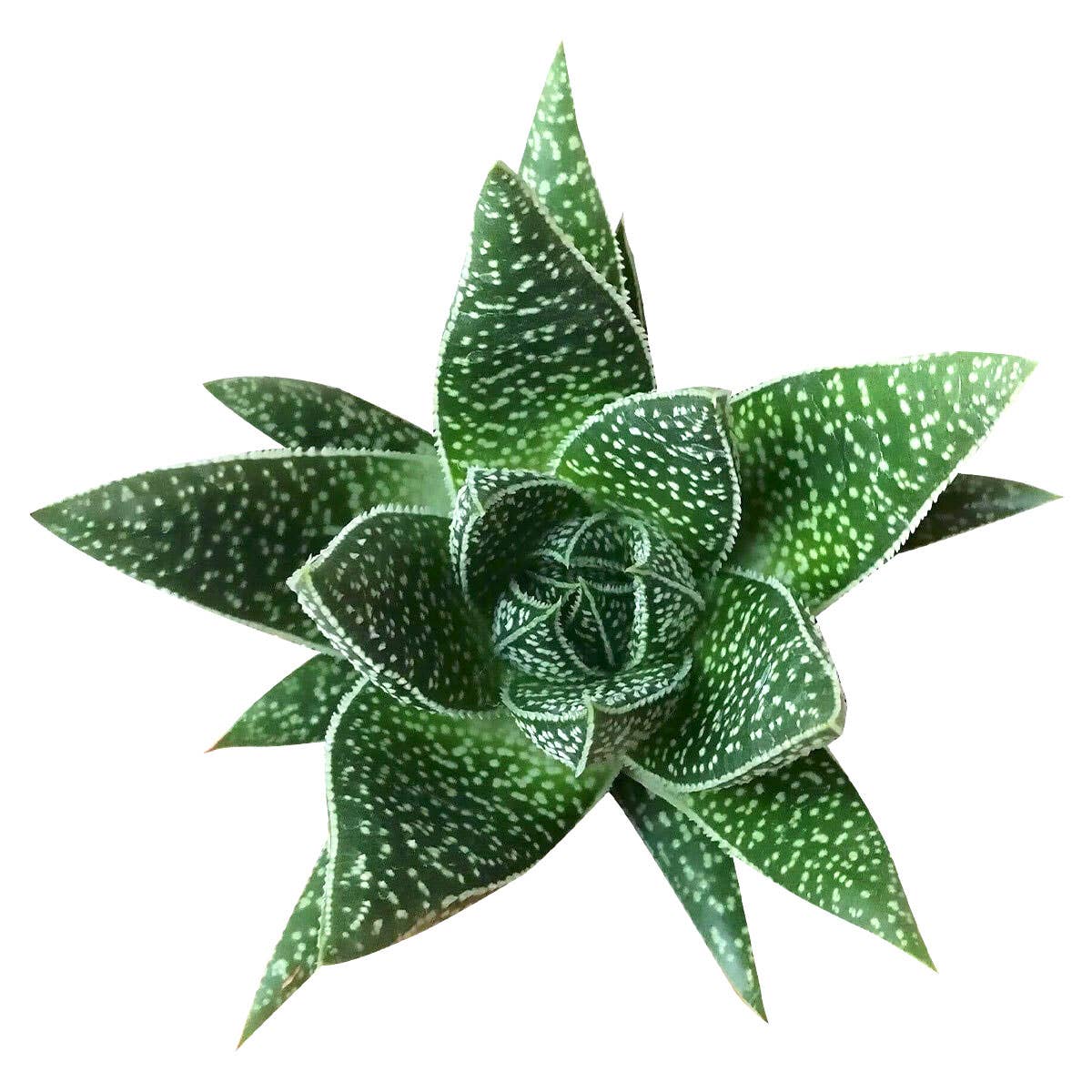 Best Plant Friend - Wholesale Succulent - Gasteria Flow Spike Aloe 2in/4in - Unique Shaped Succulent0