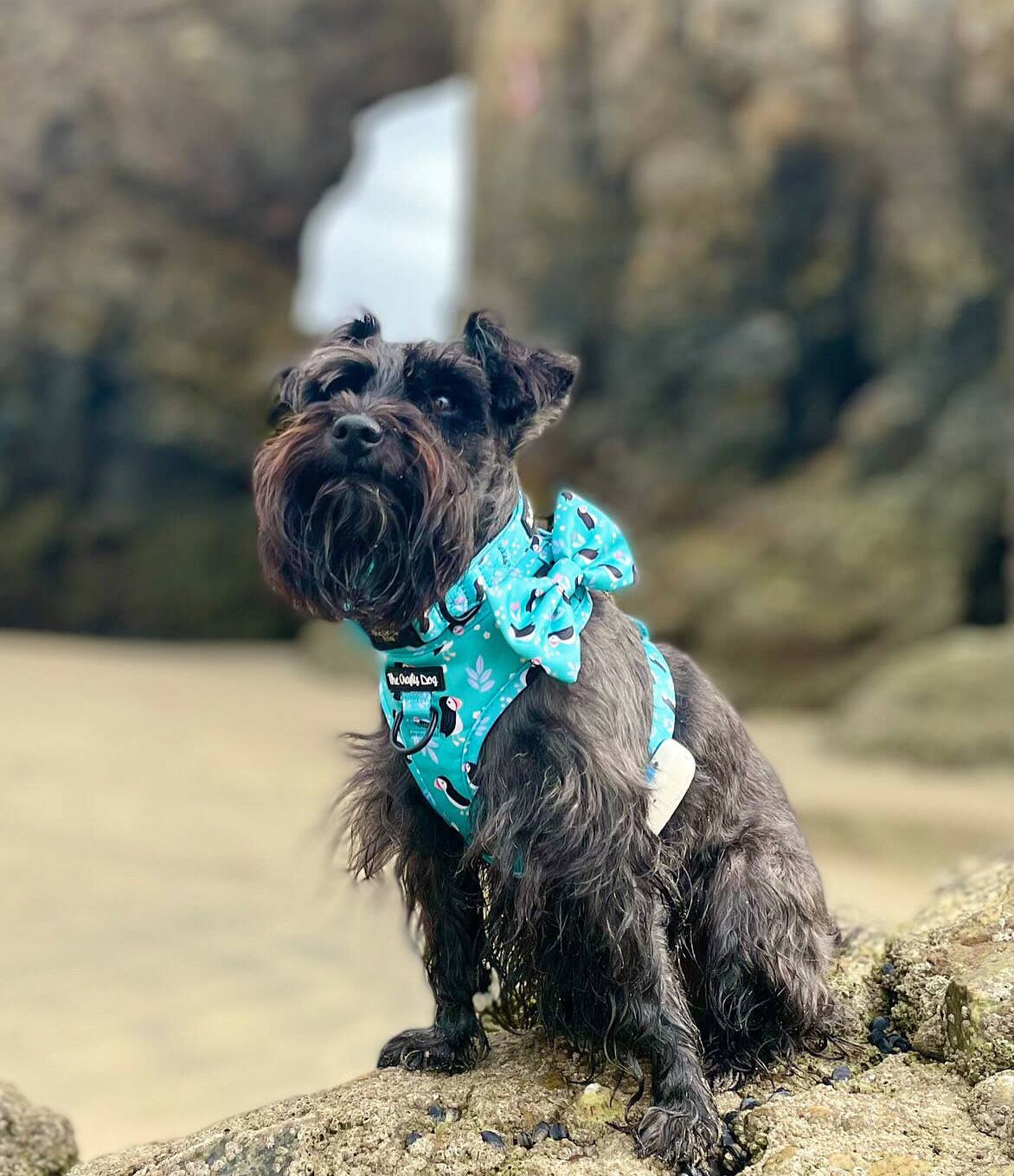 The Crafty Dog Co – Großhandel Haustiergeschirr – Hund – All Or Puffin Harness9