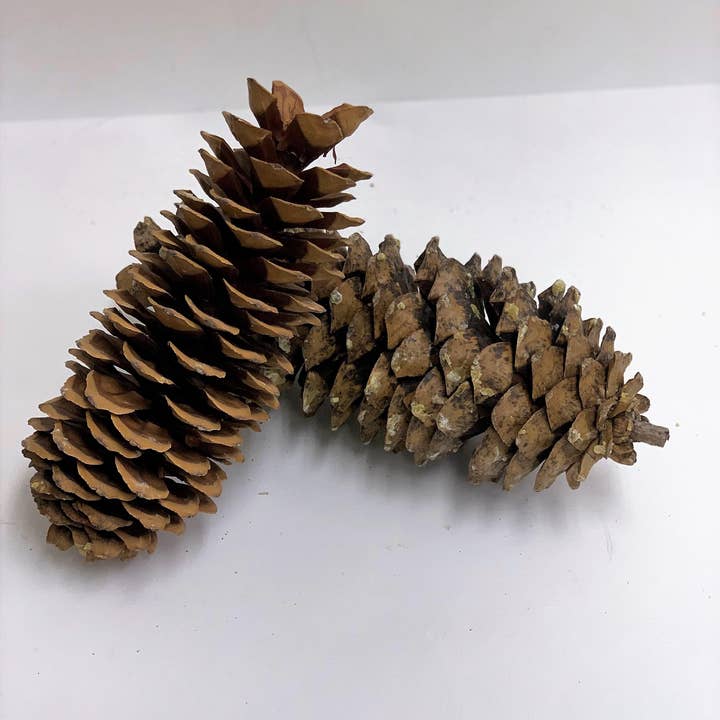 Giant Sugar Pine Cones for wholesale by Winter Woods