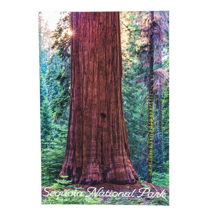 Sequoia Tree Sunset - Sequoia National Park - Postcard for wholesale by MORIAH QUINN PHOTOGRAPHY