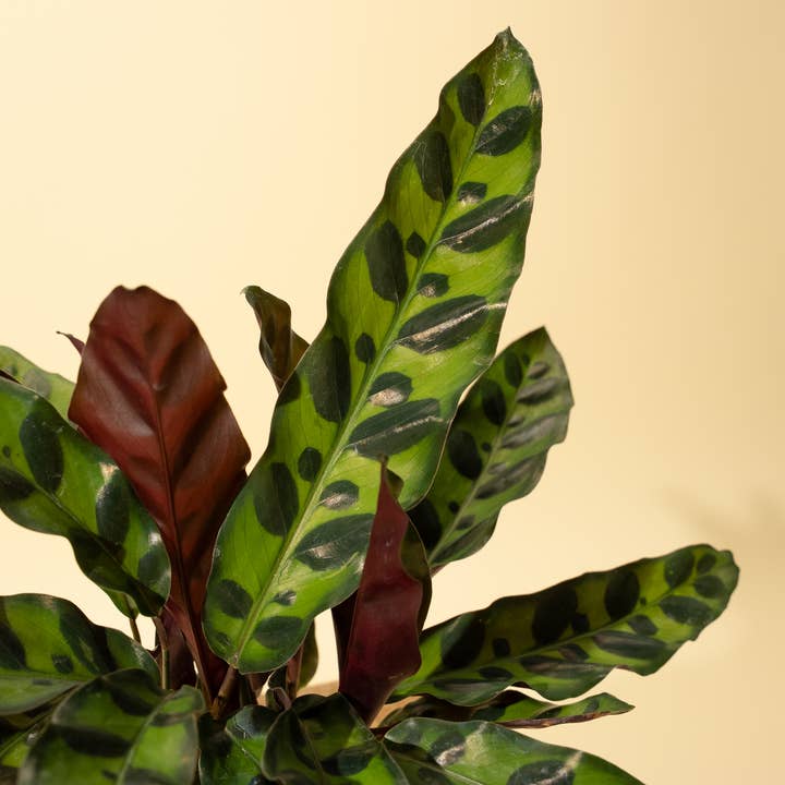 BWH Plant Co - Wholesale Live Plant - 4" Calathea Lancifolia 'Rattlesnake'