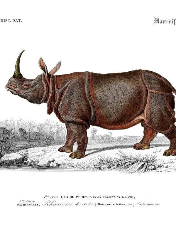 Rhinozeros für den Großhandel von Salam Editions