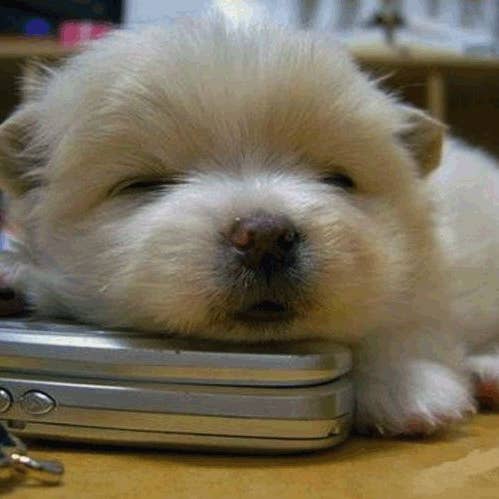 Handy & Welpe für den Großhandel von Retrospect Greeting Cards