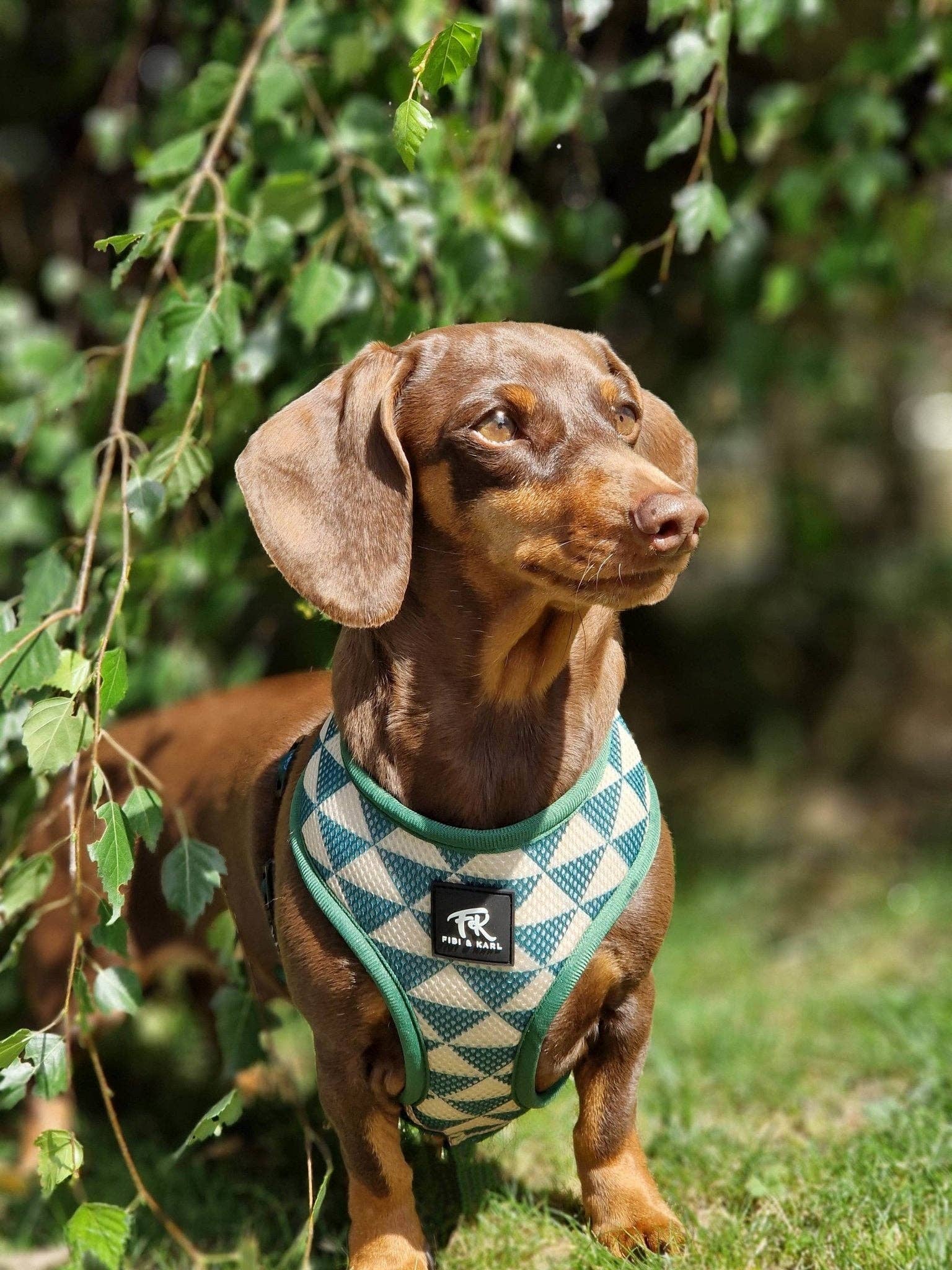 Fibi & Karl - Wholesale Pet Harness - Dog - 2-in-1 FK Rajasim dog harness5