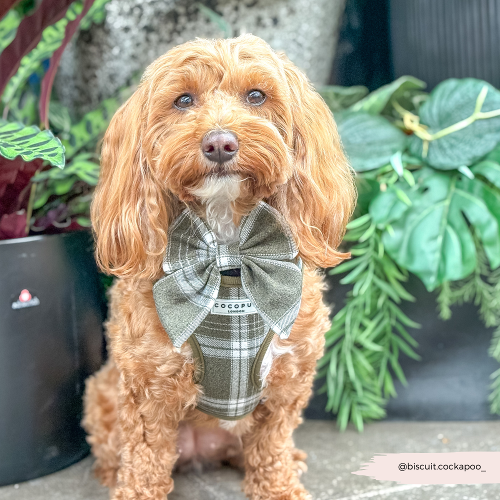 Cocopup London – wholesale Pet harness – Dog – Olive Check Adjustable Neck HARNESS14