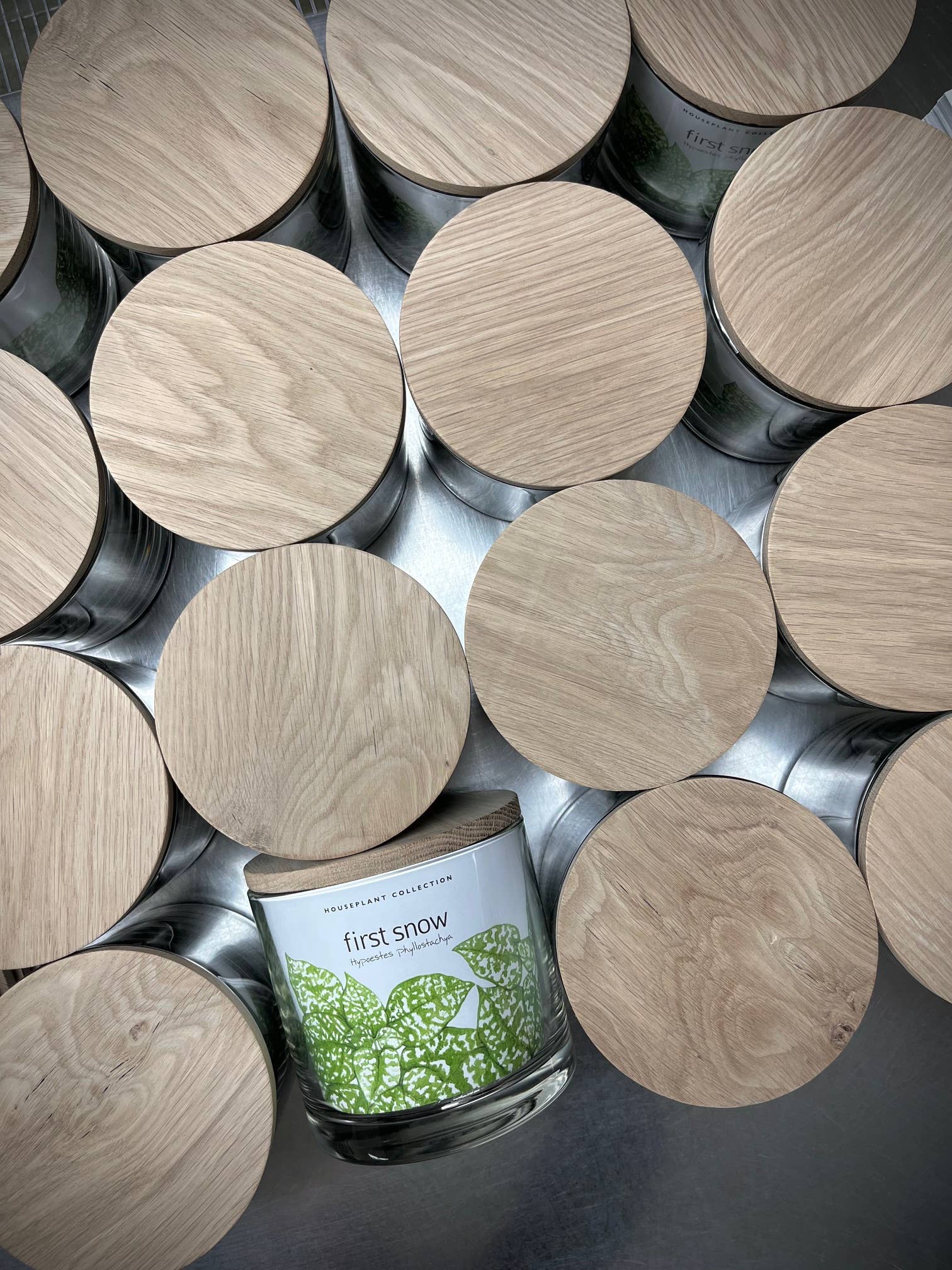 Potting Shed Creations, Ltd. - Wholesale Live Plant - Houseplant Collection | First Snow | Polka Dot Plant2