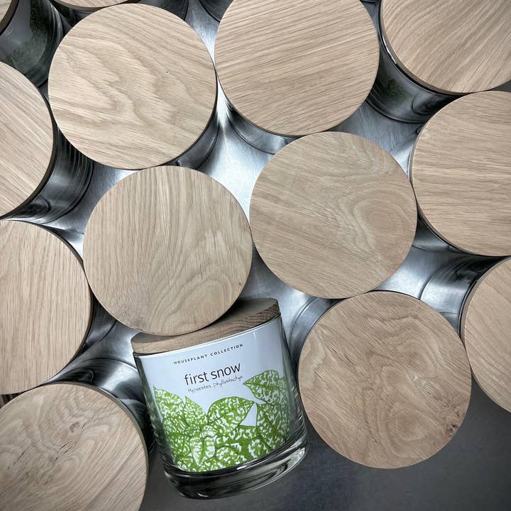 Potting Shed Creations, Ltd. - Wholesale Live Plant - Houseplant Collection | First Snow | Polka Dot Plant2