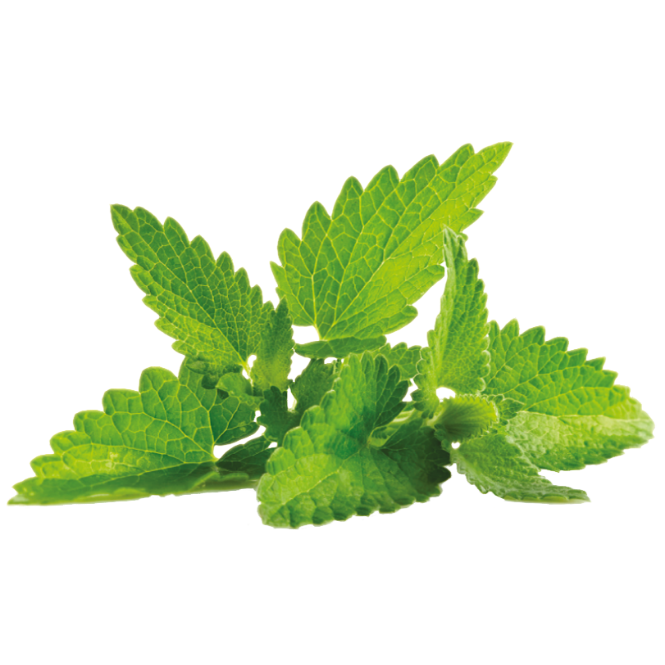 Sprigbox - Wholesale Plant Seeds - Mint Grow Kit | Wooden Planter Box | Indoor Herb Gardening3