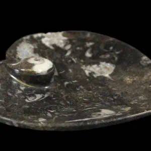 Cold River Mining - Wholesale Decorative Plate/Dish/Bowl - Orthoceras Heart Dish - Sold By Piece4