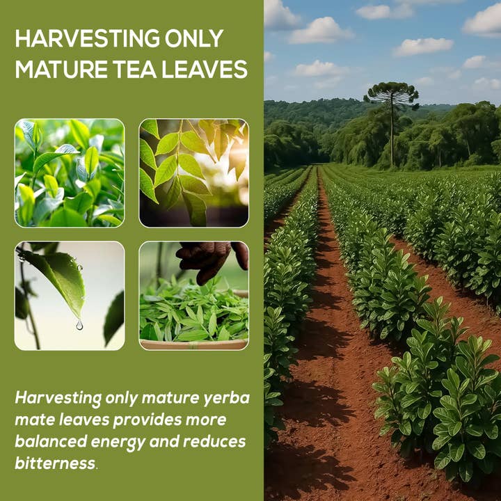 HARMONIFY - Wholesale Oral Supplement/Vitamin - HARMONIFY Yerba Mate5