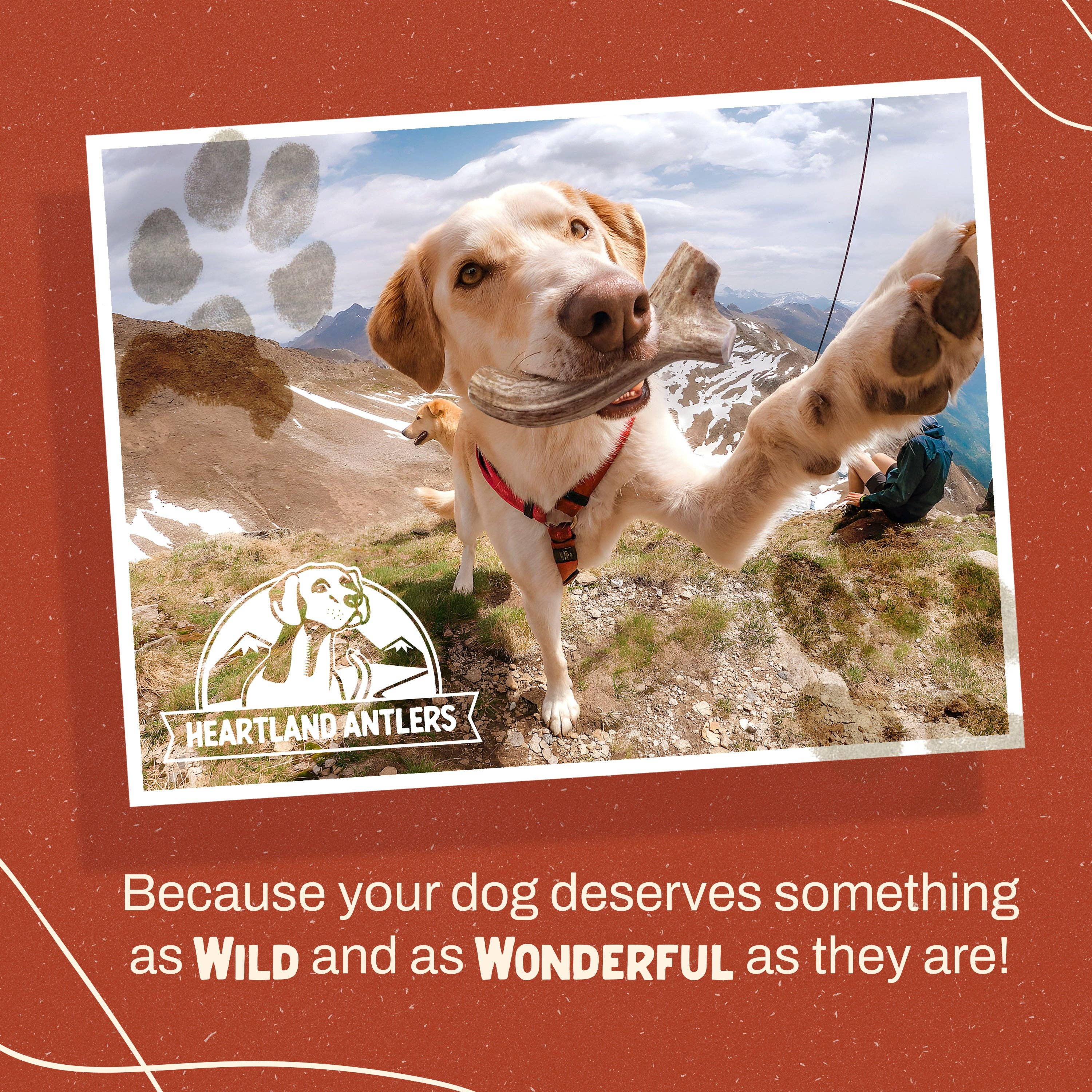 Heartland Antlers - Wholesale Pet Chew Toy - Dog - Whole Elk Antler Chew - Giant (85+ lbs)7