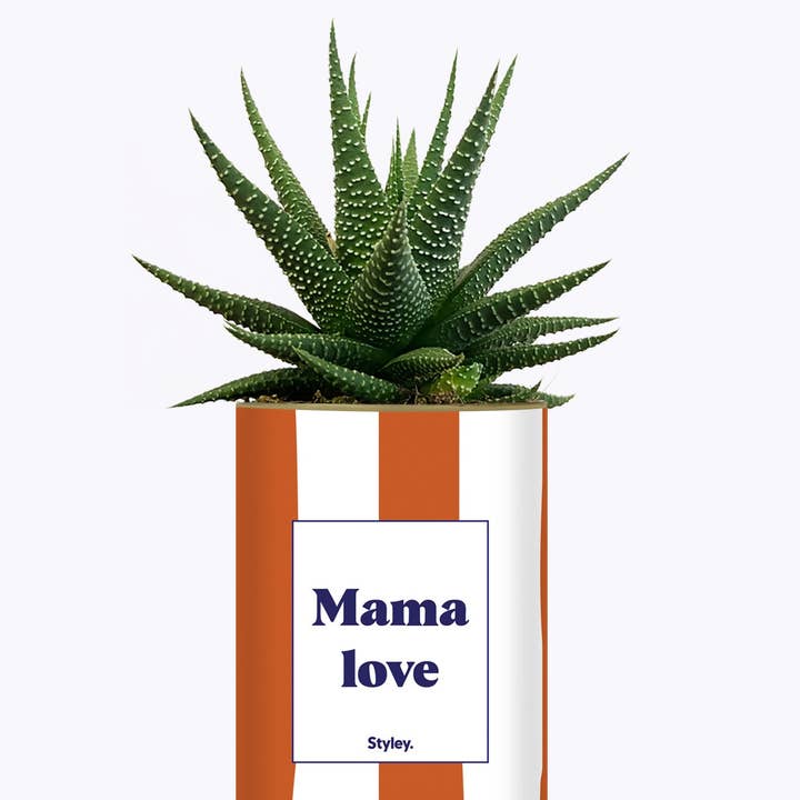 Styley - Wholesale Succulent - Mama Love - Cactus3