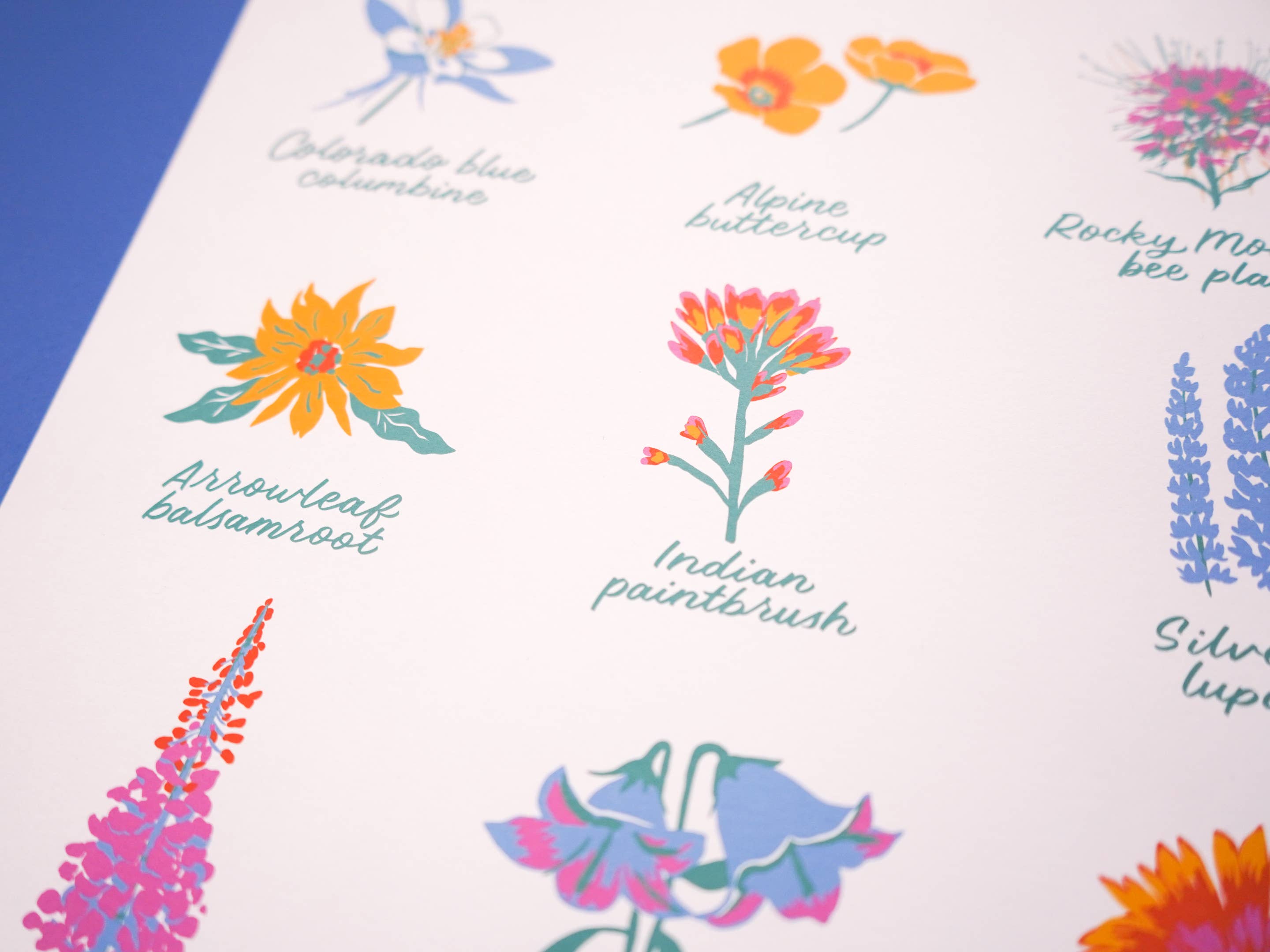 Little Known Goods - Wholesale Art Print - Colorado Wildflowers Print2