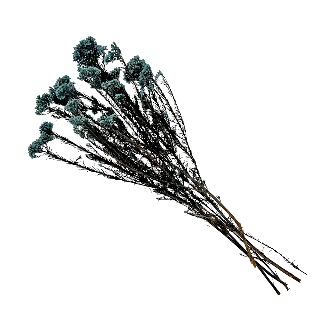 2626 Designs – Engroshandel Tørrede/pressede blomster – Konserveret hirse og risblomst - Immortelle og Ozothamnus blomster29