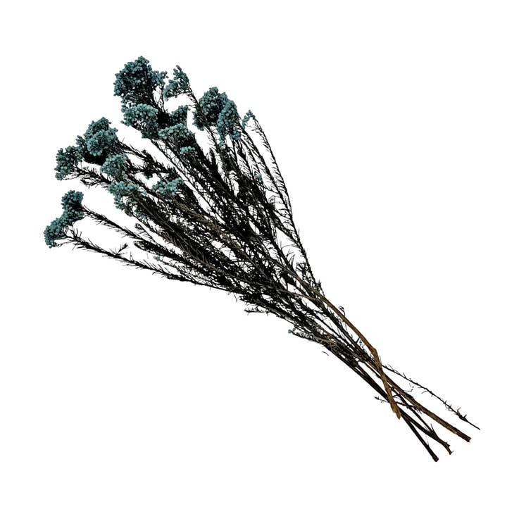 2626 Designs - Wholesale Dried/Pressed Flowers - Preserved Millet ,Rice Flower - Immortelle Flower,Ozothamnu29