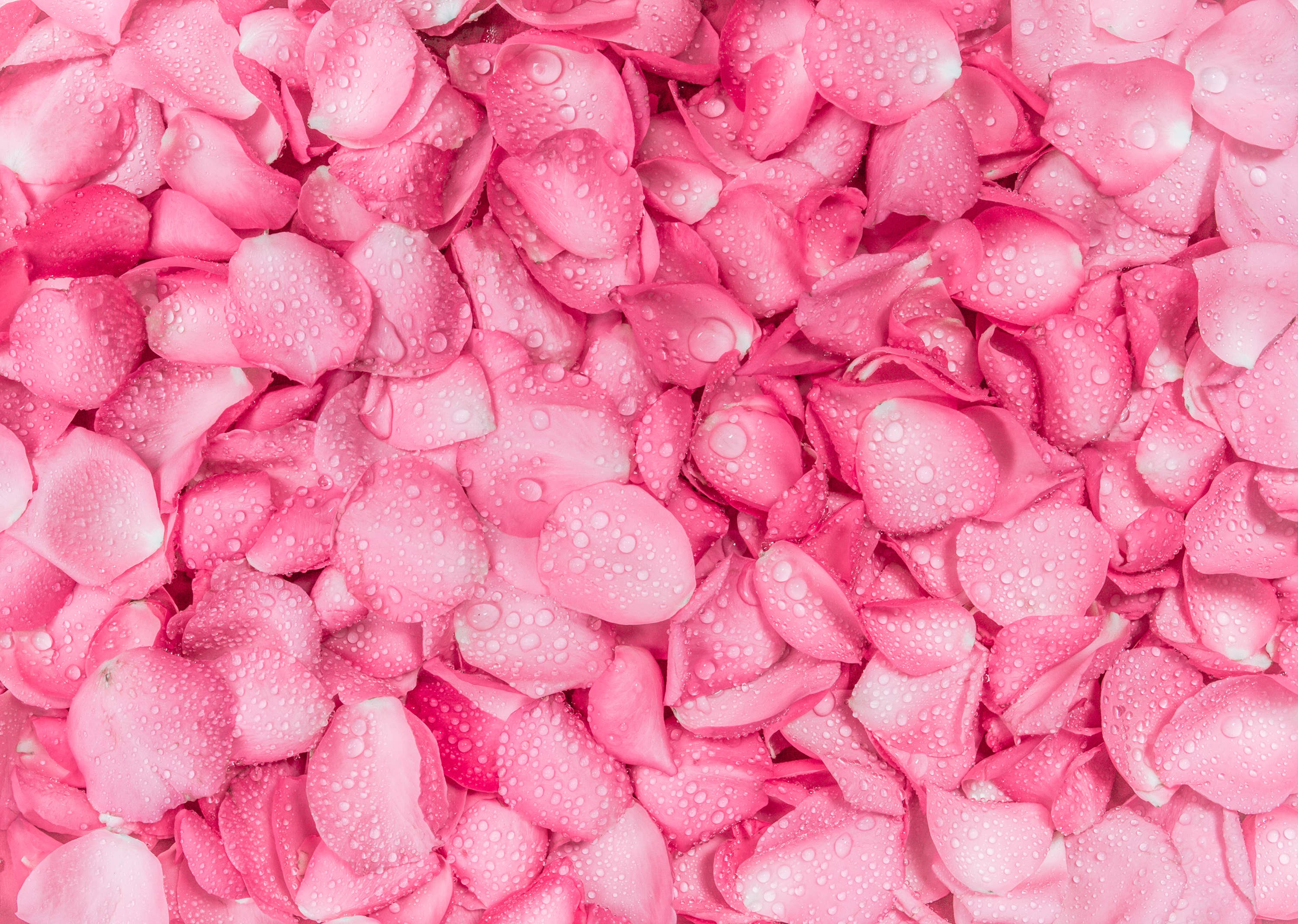 TRADITIONS DE FRANCE (International) - Wholesale Hard Candy - Handmade natural Rose hard candy from France1