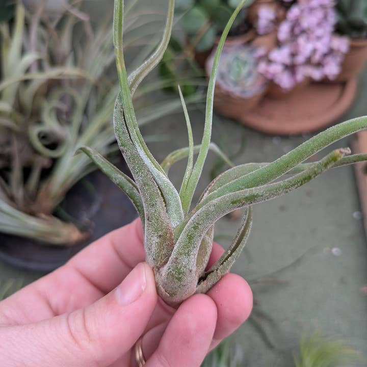 The Succulent Shed Co - Wholesale Live Plant - Live Air Plants