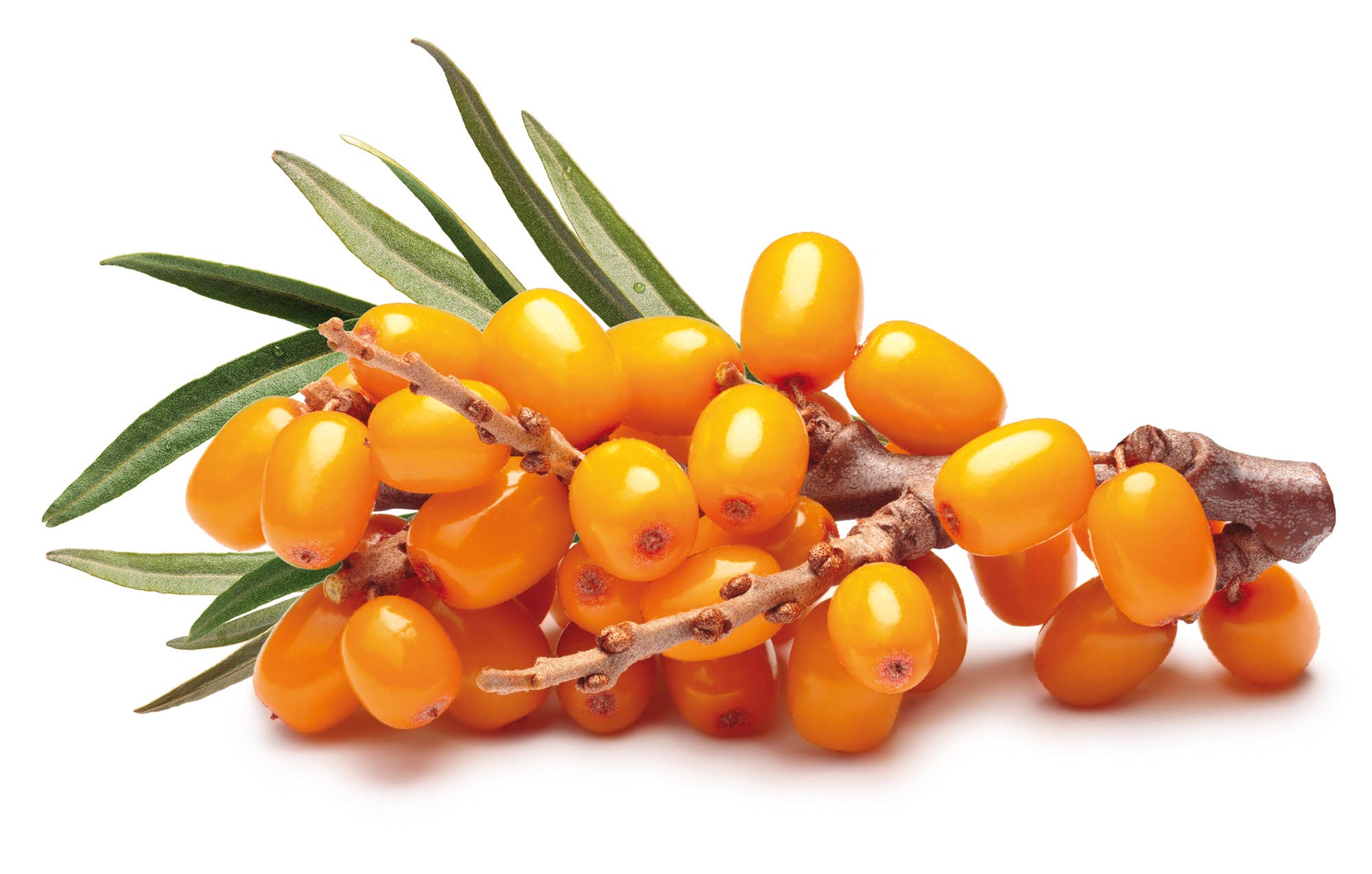 Sanatur GmbH - Wholesale Oral Supplement/Vitamin - Sea buckthorn pulp oil 50 ml, organic2