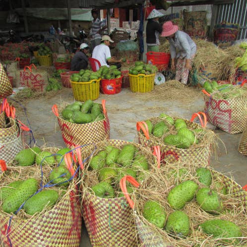 OhFresh Brands - Wholesale Fruit juice - OhFresh Juice Soursop 500 ml (12pk)2