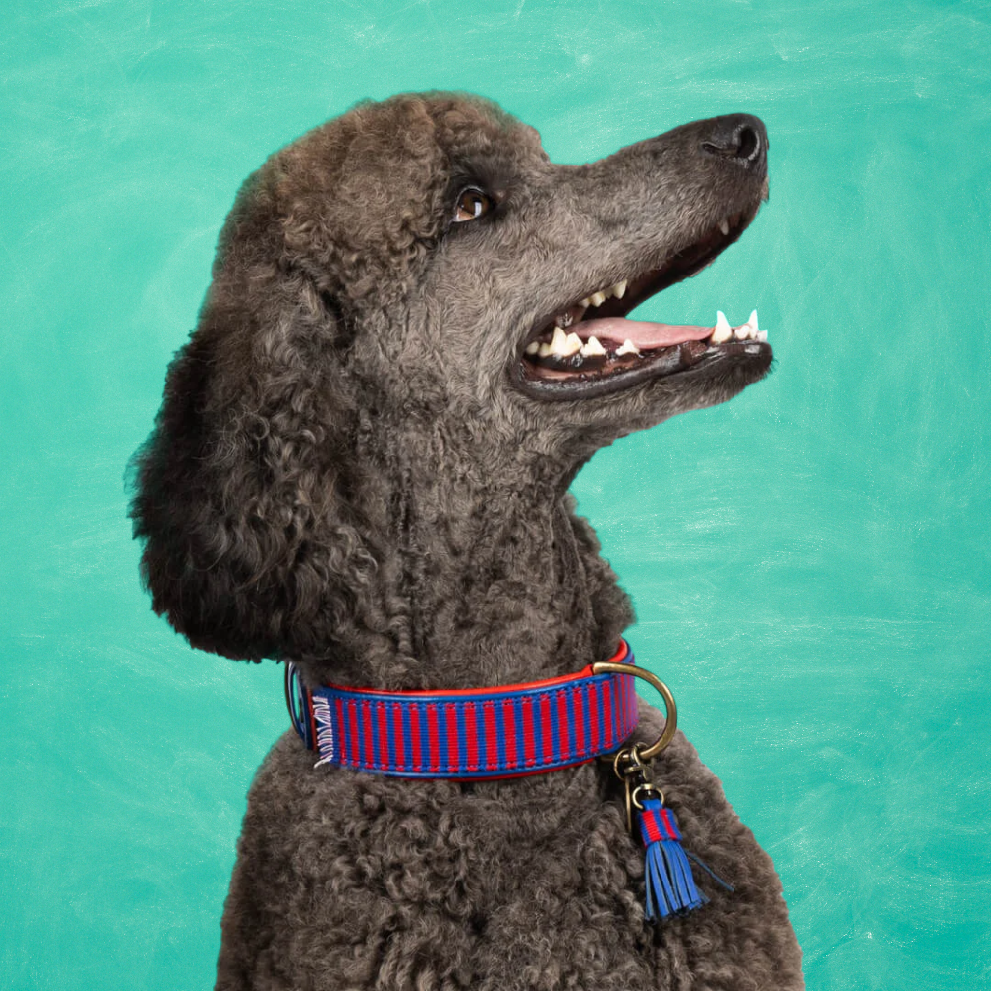 Dog with a Mission - Wholesale Pet Collar - Dog - Mr Clooney Dog Collar0