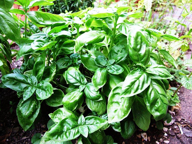 Smoke Camp Crafts - Wholesale Plant Seeds - Basil Seeds (Ocimum basilicum) 500 Seeds (1 grams)0