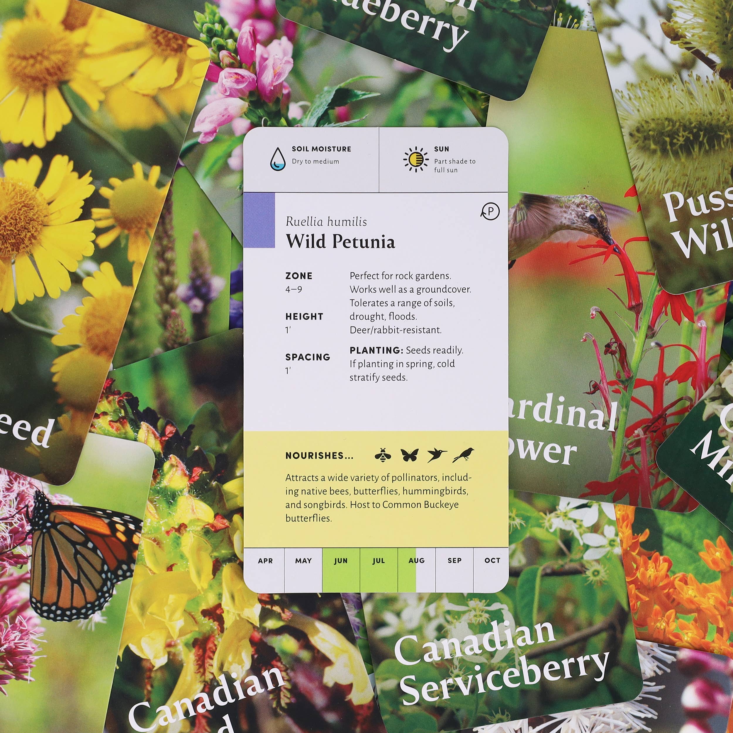 Chronicle Books - Wholesale Card Game - Pollinator Garden Planning Deck12
