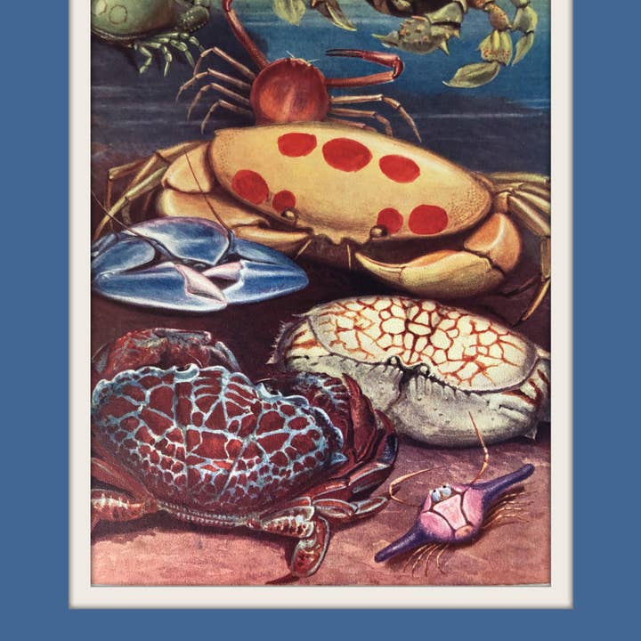 Crab for wholesale by Mandala Baby