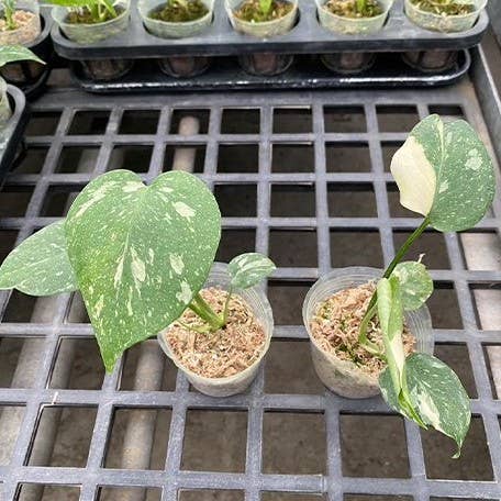 OrchidBox - Vendita all'ingrosso Piante vive - Monstera deliciosa 'Thai Constellation' variegata 2,5"5