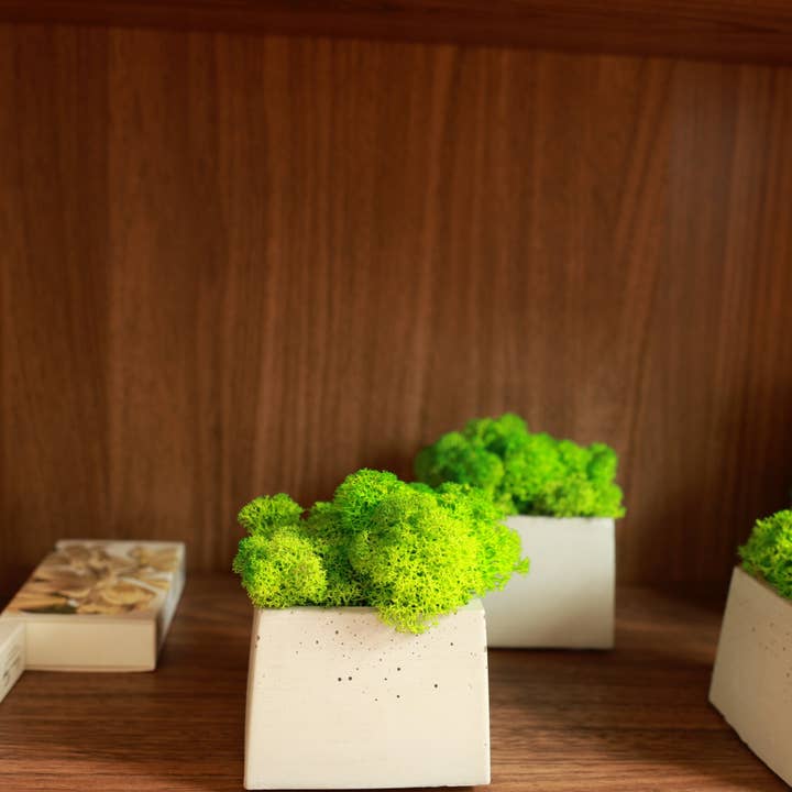 THE NINE SPACE - Vendita all'ingrosso Piante vive - EASY GREEN Muschio - Pianta2