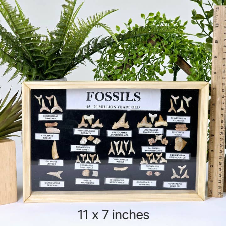 Rock Paradise - Wholesale Wall Accent - Fossil Shark Teeth Collection - Framed Wooden Display from Morocco - You Choose Size4