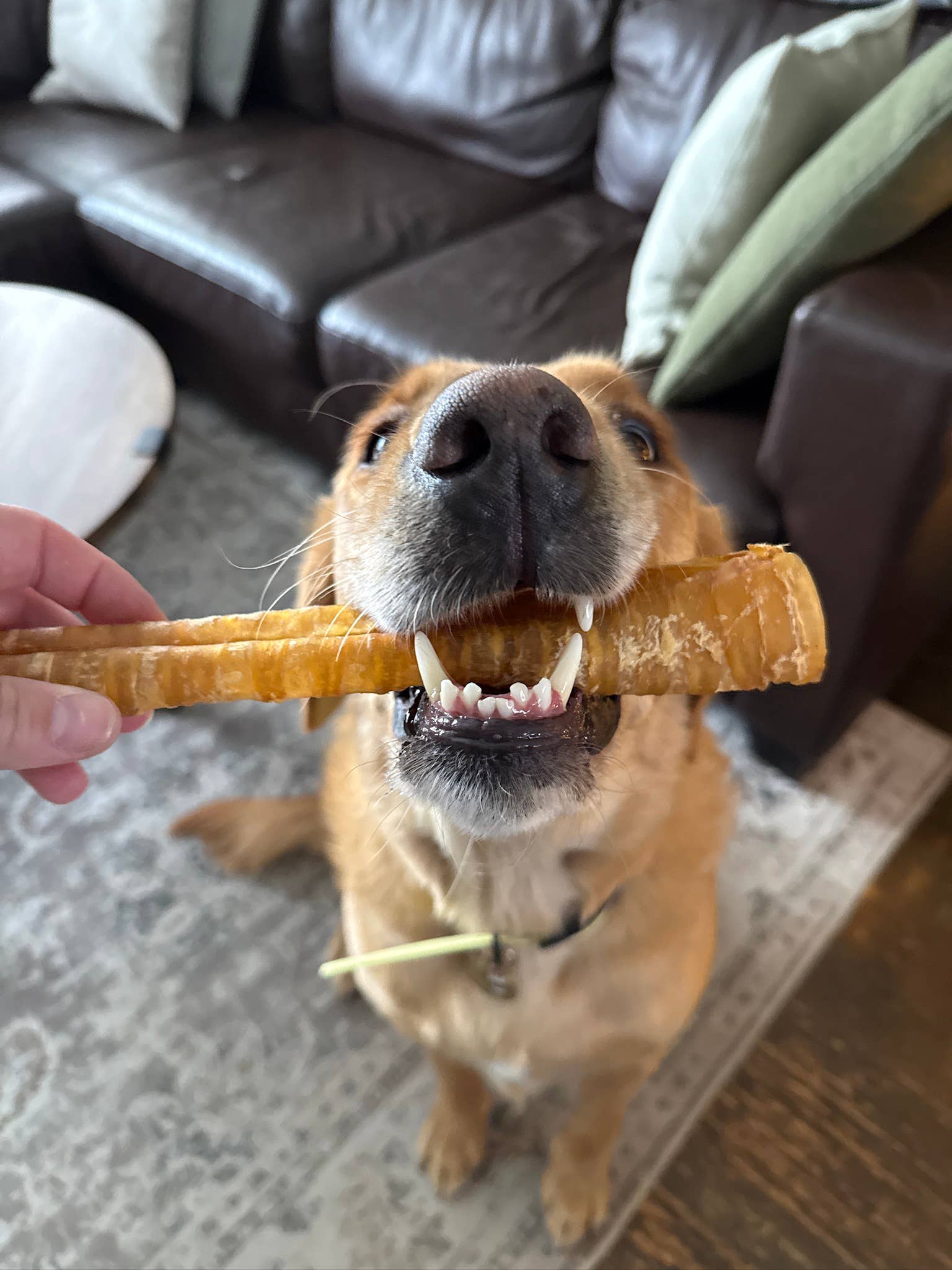 Purely Paws - Wholesale Pet Treats - Dog - Natural Beef Trachea Chew for Dogs2